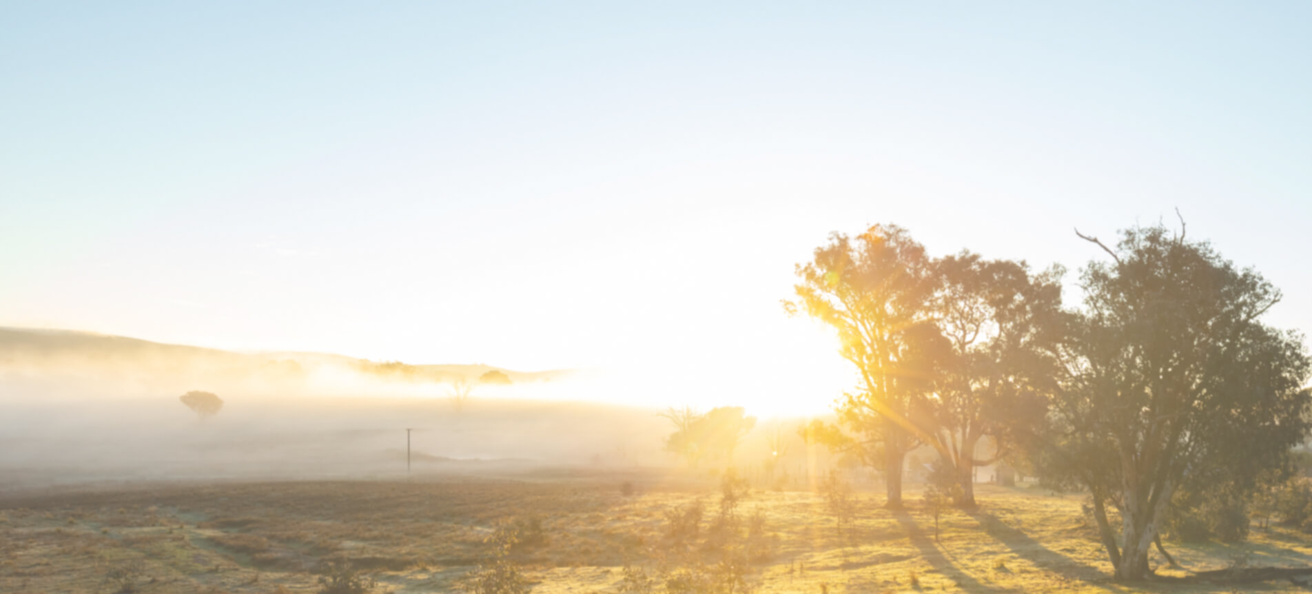 An out-of-focus photo of an Australian landscape